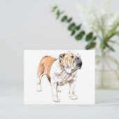 Carte Postale Bulldog (Debout devant)