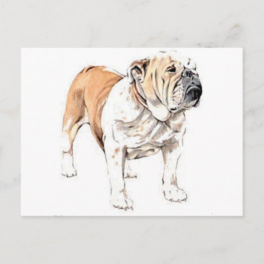 Carte Postale Bulldog (Devant)