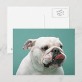 Carte Postale Bulldog (Devant / Derrière)