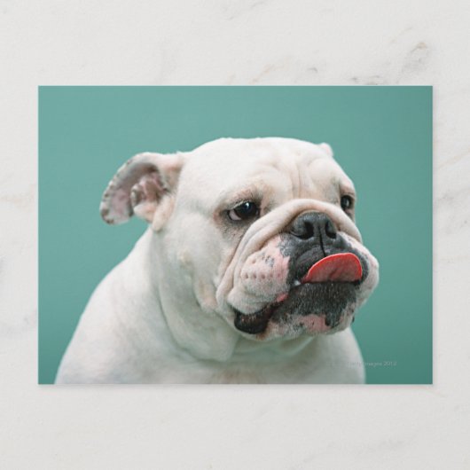 Carte Postale Bulldog (Devant)