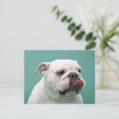Carte Postale Bulldog (Debout devant)
