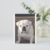 Carte Postale Bulldog (Debout devant)