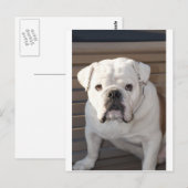 Carte Postale Bulldog (Devant / Derrière)