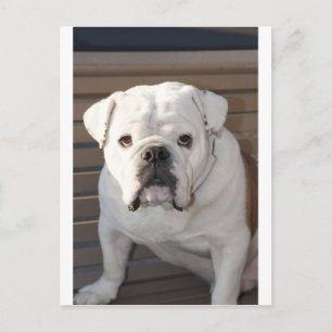 Carte Postale Bulldog