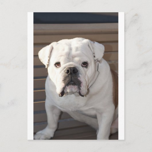 Carte Postale Bulldog (Devant)