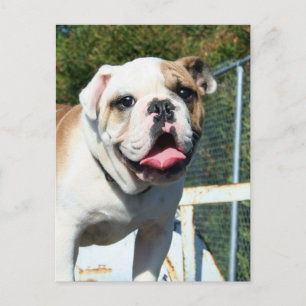 Carte postale Bulldog