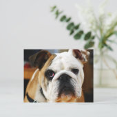 Carte postale Bulldog (Debout devant)