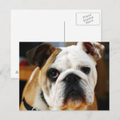 Carte postale Bulldog (Devant / Derrière)
