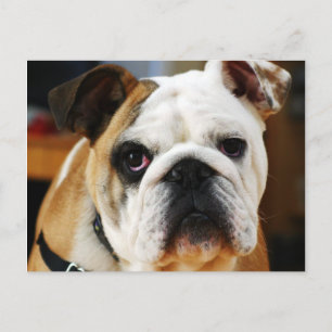 Carte postale Bulldog
