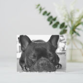 Carte postale Bulldog (Debout devant)