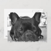 Carte postale Bulldog (Devant / Derrière)