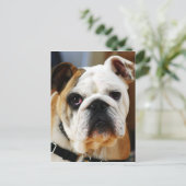 Carte postale Bulldog (Debout devant)