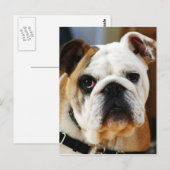 Carte postale Bulldog (Devant / Derrière)
