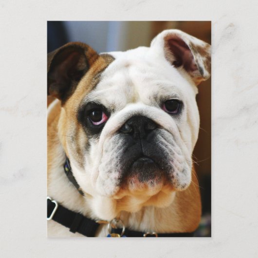 Carte postale Bulldog (Devant)