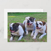 Carte Postale Bulldog américain (Devant / Derrière)