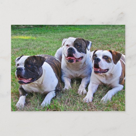 Carte Postale Bulldog américain (Devant)