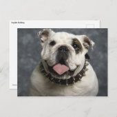 Carte Postale Bulldog anglais (Devant / Derrière)