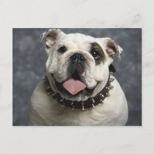 Carte Postale Bulldog anglais (Devant)