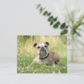 Carte postale Bulldog anglais (Debout devant)
