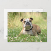 Carte postale Bulldog anglais (Devant / Derrière)