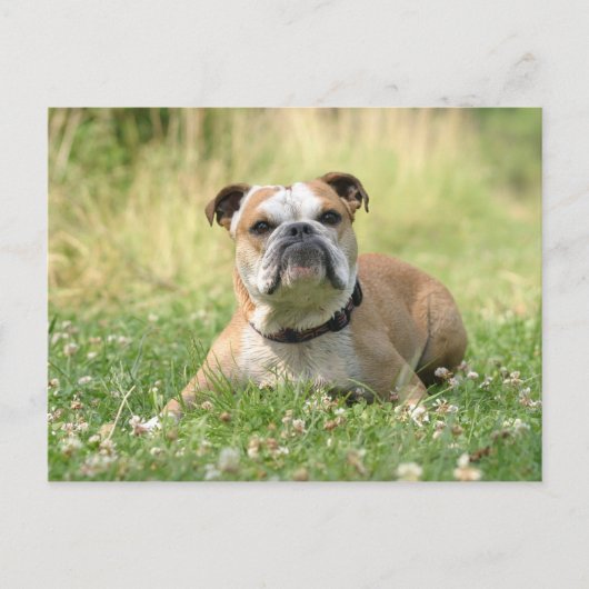 Carte postale Bulldog anglais (Devant)