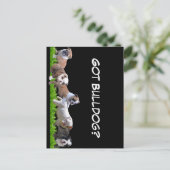 Carte Postale Bulldog anglais (Debout devant)