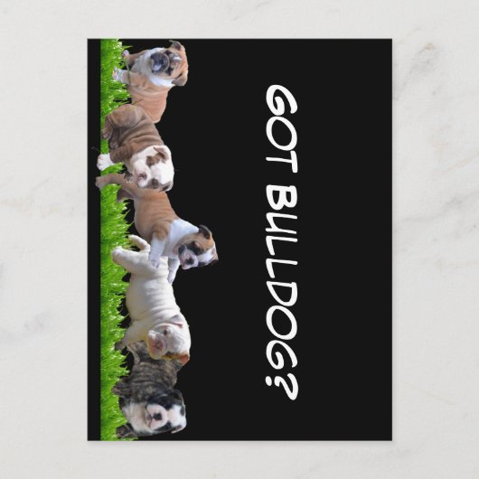 Carte Postale Bulldog anglais (Devant)