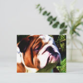 Carte postale Bulldog anglais (Debout devant)
