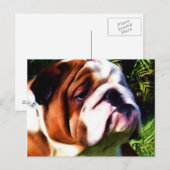 Carte postale Bulldog anglais (Devant / Derrière)