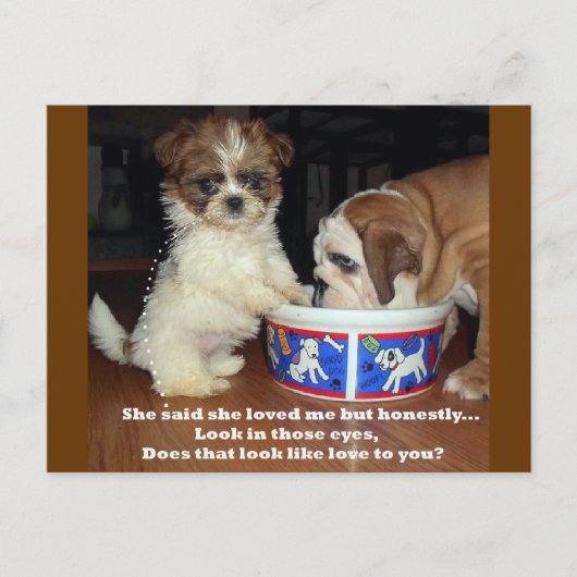 Carte Postale Bulldog anglais et Shih Tzu Puppy (Devant)