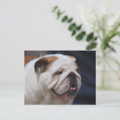 Carte Postale Bulldog britannique (Debout devant)