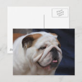 Carte Postale Bulldog britannique (Devant / Derrière)