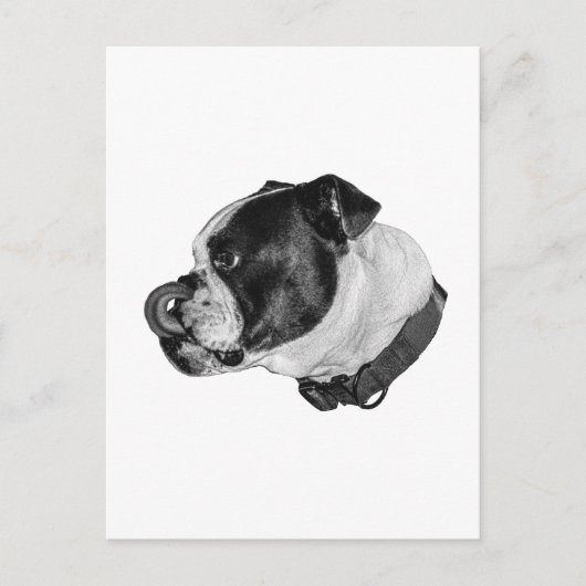 Carte Postale Bulldog Calm Mail (Devant)