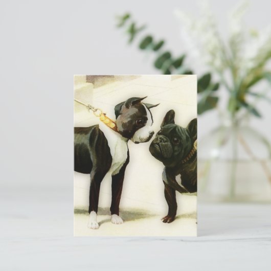 CARTE POSTALE BULLDOG DE BOSTON TERRIER (Debout devant)
