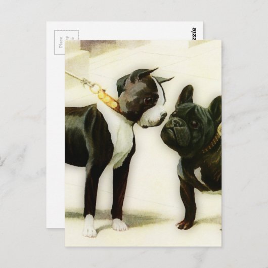 CARTE POSTALE BULLDOG DE BOSTON TERRIER (Devant / Derrière)