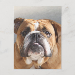 Carte Postale Bulldog Face - Bulldog anglais, Brown