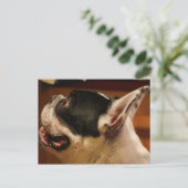 Carte Postale bulldog.png (Debout devant)