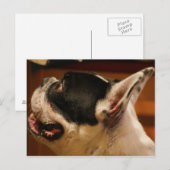 Carte Postale bulldog.png (Devant / Derrière)