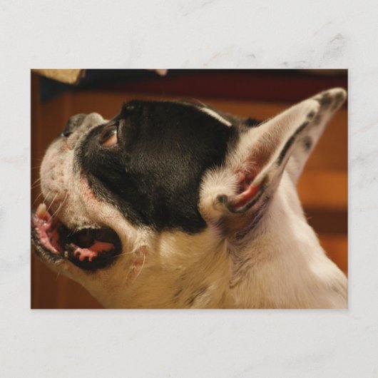 Carte Postale bulldog.png (Devant)
