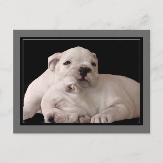 Carte postale Bulldog Puppies (Devant)