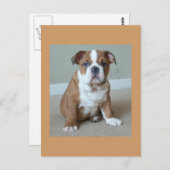 Carte postale Bulldog Puppy (Devant / Derrière)