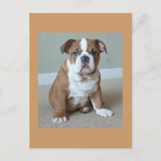 Carte postale Bulldog Puppy (Devant)