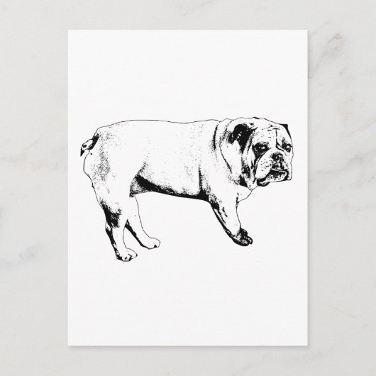 Carte postale Bulldog Snow-Hello (Devant)