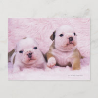 Bulldog ; souvent appelé le Bulldog anglais. est