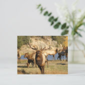 Carte Postale bulle (Debout devant)