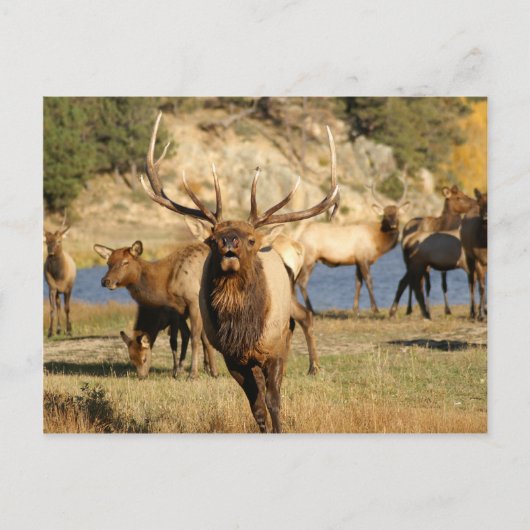 Carte Postale bulle (Devant)