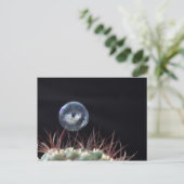 Carte Postale Bulle de savon sur un cactus (Debout devant)