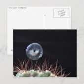 Carte Postale Bulle de savon sur un cactus (Devant / Derrière)