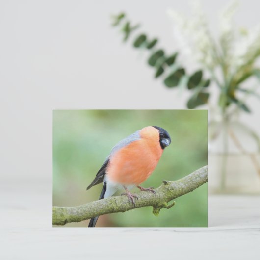 Carte Postale Bullfinch (Debout devant)