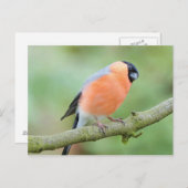 Carte Postale Bullfinch (Devant / Derrière)